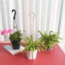 일본 카네야 화분걸이 슬릿화분 고리 슬릿분 공중식물, 투명