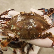 서산꽃게 가을햇꽃게 9월꽃게 꽃게제철 가을꽃게 1kg, 1박스