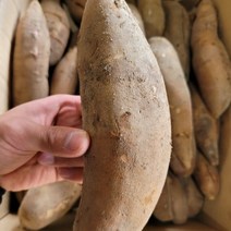 국내산 혈당 조절에 좋은 햇 야콘 생야콘 특/상품 즙용 1kg 3kg 5kg 10kg [노블프레쉬], 야콘 즙용(깨짐/갈라짐있음)