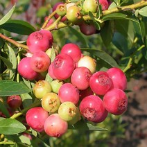 블루베리 핑크레몬에이드 결실주 MH0152