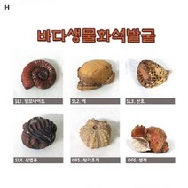 (SM)바다생물화석발굴, SL1암모나이트