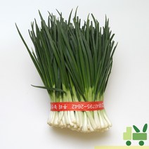 사라상회 깐쪽파 (1단) 1kg, 1박스