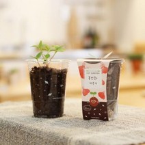 아트박스/에이치플러스몰 파라솔 컵가든 봉선화키우기 WA08062