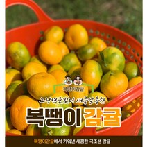[복땡이감귤] 제주감귤 노지감귤 조생귤 5kg, 복땡이조생 쥬스용대과 (L-2L)