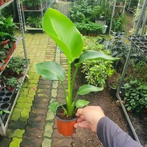 극락조 소중품 공기정화식물 25~35cm 59