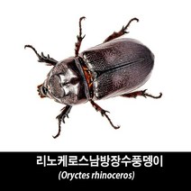 리노케로스남방장수풍뎅이표본-Oryctes rhinoceros, 수컷 40~44mm