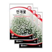 안개초 씨앗 3g 3봉안개꽃 baby breath common gypsophila, 5