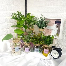미스터허브 초보자용 수경재배식물 수경식물 수경화분 모종 키우기, 데코용 돌(250)핑크