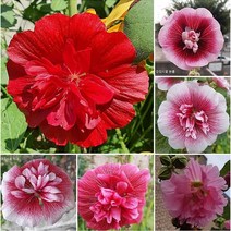 꽃씨앗 겹접시꽃 혼합색 (10립) -다년초