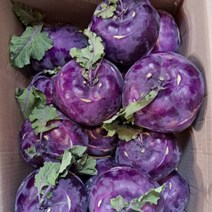 제주 콜라비 5kg 10kg 15kg, 제주 콜라비 10kg, 1개