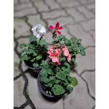 제라늄 유럽제라늄 3개한세트, 3개