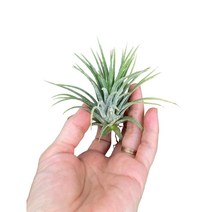 그린플랜트 공중식물 틸란드시아 이오난사(1두) 1+1, 1개