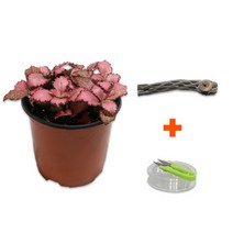 바보사랑 DIY 마이플랜츠 초야우드 레드스타 .미미네아쿠아, 상세 설명 참조