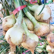 22년 햇양파 3kg 5kg, 1박스, 양파(특) 3KG