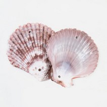 타공조개껍질 (2공) 칼라 10입, 단품