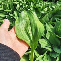 [웰굿] 산지직송 강원도 명이나물 잎명이 1kg, 단품