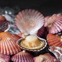 당일작업 고성 올바른 홍 가리비 1kg, 홍가리비1kg