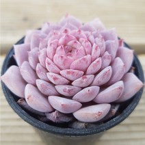 다육식물 8종을 한눈에 예쁜 다육모음, 5번- [ 어메이징그레이스 ]