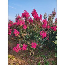 다원식물원 2년생 배롱나무 백일홍 묘목 핑크벨벳 여름나무 조경수, 10개