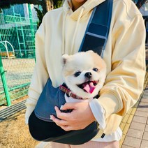 모던세븐 강아지 슬링백 메쉬 끈조절 포대기