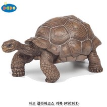 실제동물 거북 모형 완구 유치원 교구 유아완구 동물학습 동물조형물 영유아완구