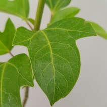 [용이네 화원] 마음을 편안하게 해 주는 보물 중의 보물 황칠나무 129 농원