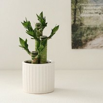 [천삼백케이] [더플라워마켓] [plant] 행운을드려요 연화죽 식물화분set