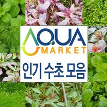아쿠아마켓 수초 모음 / 후경 전경 초보자용 입문자용 수초, 53.6종수초세트
