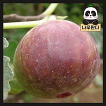 (나무판다) 무화과나무 묘목 6치화분, 무화과 6치화분