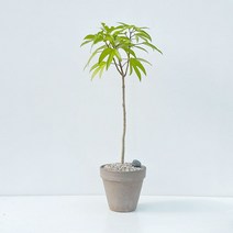 황칠나무 키우기 쉬운 인테리어 공기정화 거실 대형 식물 화분 개업식 집들이 축하 선물, 대품 Y자 기본포트
