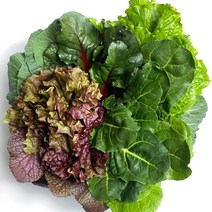 프레시잉 FRESH 무농약 모듬 쌈채소 600g 1kg, 1박스