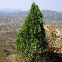 리서스원예 측백나무 조선측백 상록수 나무 묘목 H1.2, 조선측백 H1.2