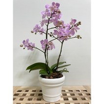 퀵 배송 인사이동문구 승진문구 개업화분 집들이화분 개업축 승진난, 1.화이트