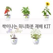 꼬미상점 키우기쉬운식물 싹이나는 화분재배 키트