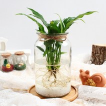 [바보사랑] 미미네가든 자동급수 핑크싱고니움 화분 키우기세트, 상세 설명 참조, 상세 설명 참조