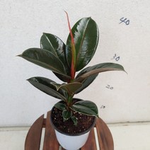 [성심] 고무나무(소품)