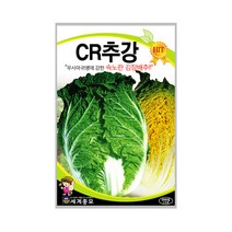 CR추강배추 1000립 배추씨앗 속노란 김장배추 중생종, 단품