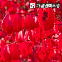화살나무 콤팩트 정원수 가림원예조경, 콤펙트 키150cm특수목