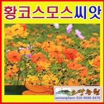 C(소망)황색코스모스꽃씨앗(1kg)황화코스모스씨앗