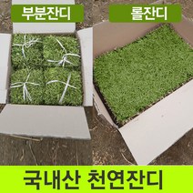 천연잔디 (전남 장성군)부분잔디/20장/롤잔디2장/박스포장/무료배송, 18cm18cm부분잔디20장