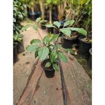 알파인 대엽홍콩야자 주필 중대품 반려식물 50-70cm 149, 1개