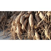 천문동생물2kg