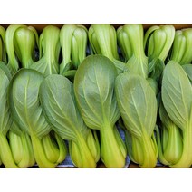 야채왕 싱싱한 청경채, 청경채500g
