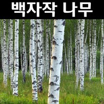 백자작 실생2년(특) 뿌리 5개/나무 묘목/활엽수/정원용
