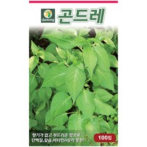 다농 익모초 1g - 씨 씨앗 익모초씨앗 익모초씨 산야초 육모초 나물씨앗 민속채소 채소씨 채소씨앗, 15_다농_곤드레(고려엉겅퀴)(100립)