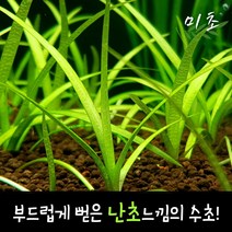 [미초] 사지타리아 스프라타 수초 5뿌리 & 10뿌리 / 전경수초 / 초보자 수초 / 어항 수초