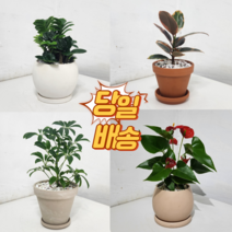 개업화분 개업화분당일배송 금전수 개업축하화분 실내화분 사무실화분 직접배송, 1.금전수, 1개, 직접배송서울/구리/하남/성남/과천/안양/의왕/군포/광명