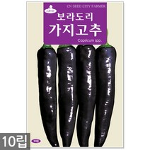 적작두콩 씨앗 10립 - 씨 작두콩씨앗 작두콩씨 작두콩 콩씨앗 콩씨 텃밭 주말농장, 05_보라도리가지고추(10립)