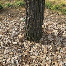 우드칩 5루베 소나무파쇄목 100% 멀칭효과 조경관리 잡초 발생방지 토양에 수분 및 적정온도 유지 아파트단지 공원 고속도로변등 조경용, 용량 톤백1루베 5개 총5루베