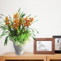 심비디움 꽃배달싼곳 연핑크호접란 서양란 동양란 개업화분 개업식 승진 축하 선물 인테리어 반려식물 종류 가꾸기 기념 개업